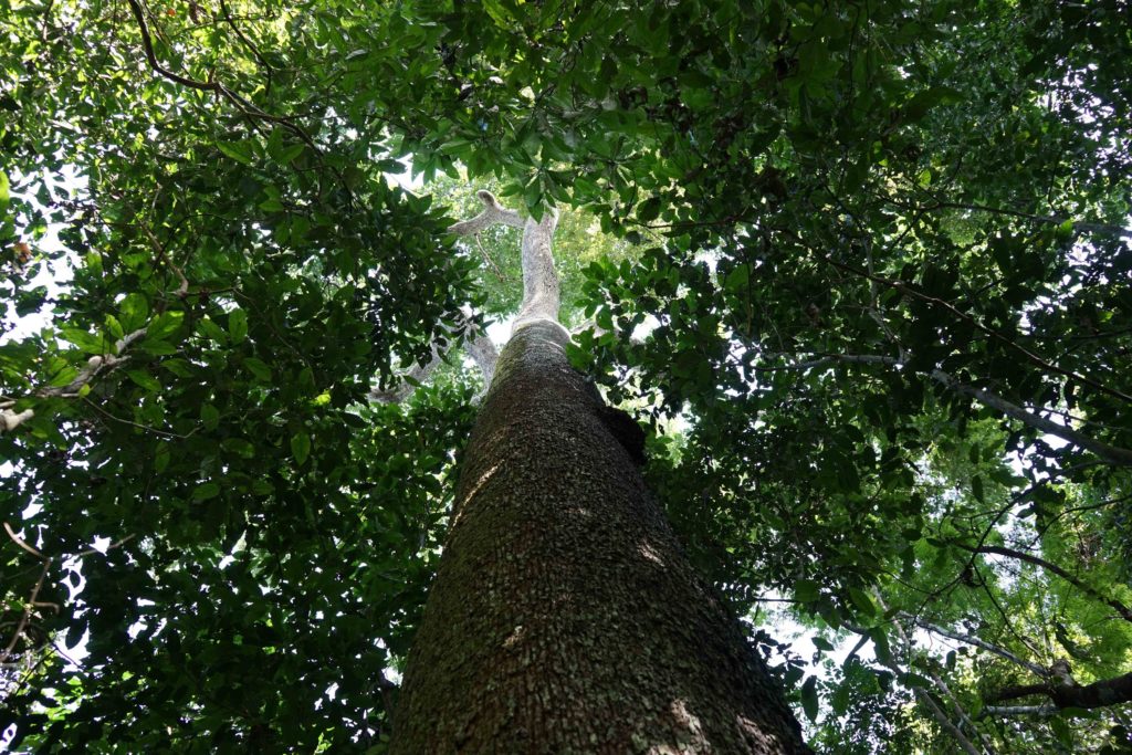 Castanheira do Brasil